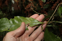 Denhamia celastroides