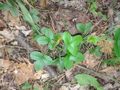 Fragaria