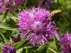 Centaurea phrygia pseudophrygia