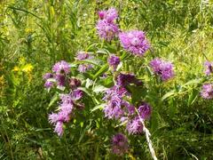 Centaurea phrygia pseudophrygia