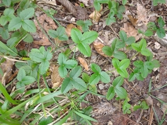 Fragaria