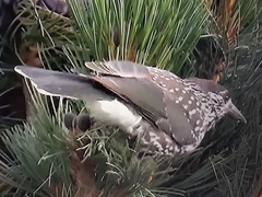 Nucifraga caryocatactes