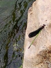 Atrocalopteryx atrata