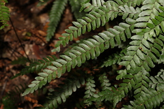 Adiantum hispidulum