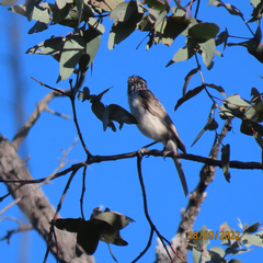 Plectorhyncha lanceolata