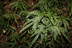 Adiantum hispidulum