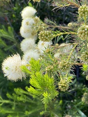 Myrtoideae