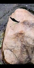 Atrocalopteryx atrata