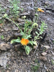 Calendula
