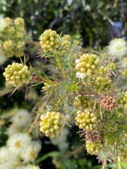 Myrtoideae