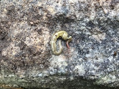 Fletchamia mediolineata