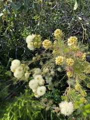 Myrtoideae