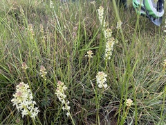 Stackhousia subterranea
