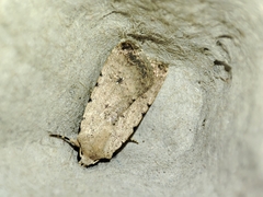 Caradrina clavipalpis