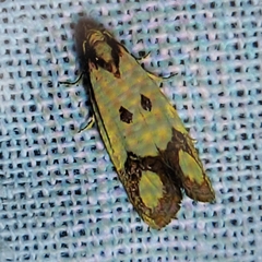 Agapeta zoegana