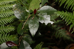 Elaeocarpus obovatus