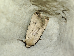 Caradrina clavipalpis