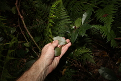 Elaeocarpus obovatus