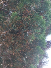 Callitris columellaris