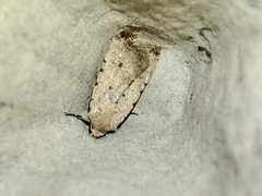Caradrina clavipalpis