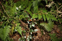 Elaeocarpus obovatus