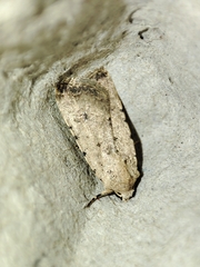 Caradrina clavipalpis