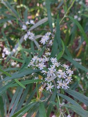 Olearia viscidula