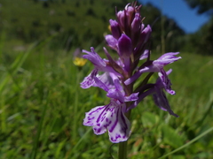 Dactylorhiza maculata