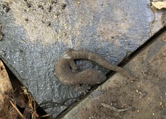 Christinus marmoratus