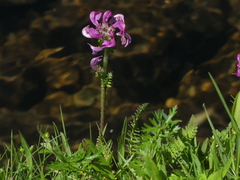 Pedicularis