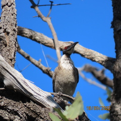 Philemon corniculatus