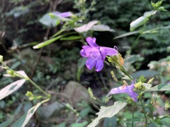 Strobilanthes formosana
