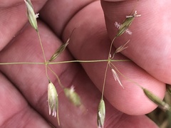 Arrhenatherum elatius