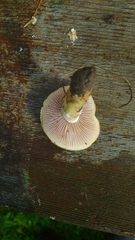 Stropharia coronilla