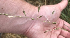 Arrhenatherum elatius