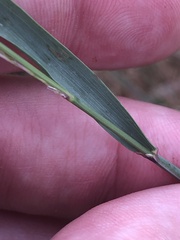 Arrhenatherum elatius