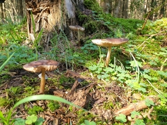Pluteus cervinus