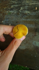 Stropharia coronilla