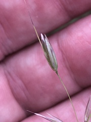 Arrhenatherum elatius