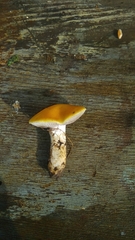 Stropharia coronilla