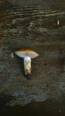 Stropharia coronilla