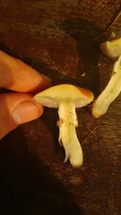 Stropharia coronilla