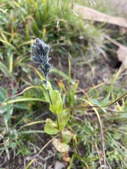 Veronica wormskjoldii