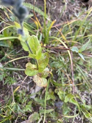 Veronica wormskjoldii