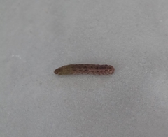 Spodoptera littoralis