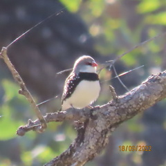 Stagonopleura guttata
