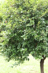 Syzygium formosanum