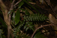 Adiantum silvaticum
