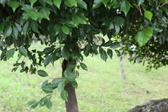 Syzygium formosanum