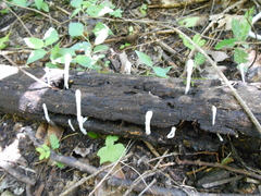 Xylaria hypoxylon